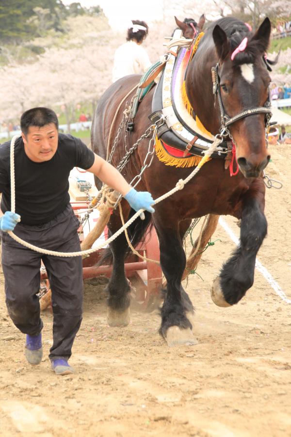 平成27年の輓馬4