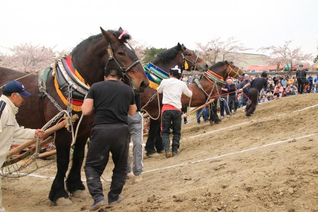 平成27年の輓馬5