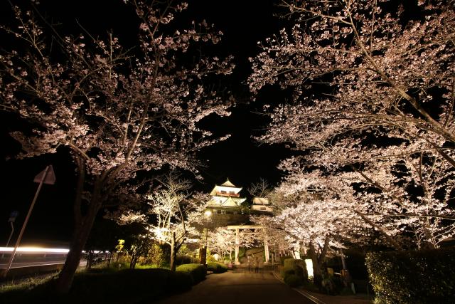 平成27年春の夜桜