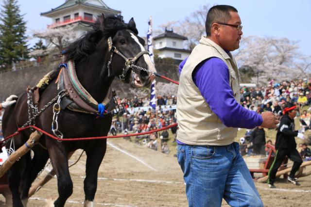 東北輓馬競技大会11