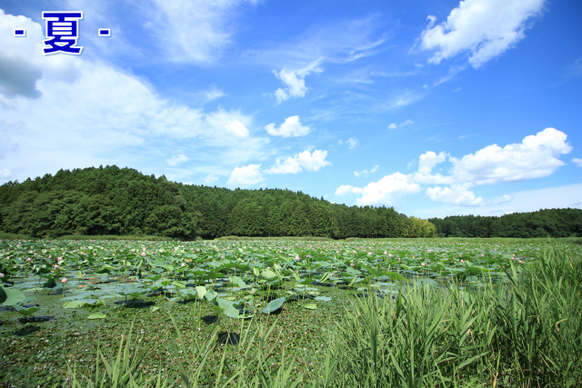 夏の見出し