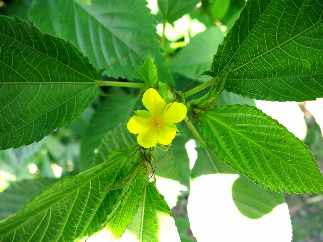 モロヘイヤの花