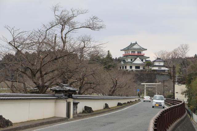 3月20日の桜の開花状況(大橋)