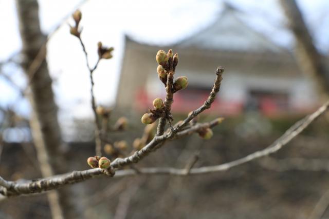 平成28年3月27日桜の開花状況(城山)