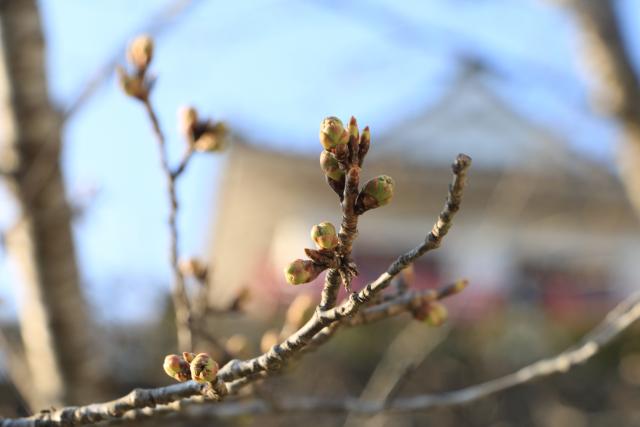 平成28年3月28日の開花状況(城山)