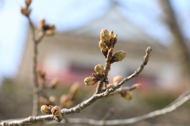 平成28年3月29日(城山公園)