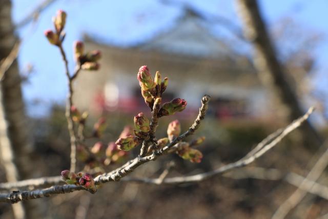 平成28年3月31日桜の開花状況(城山)