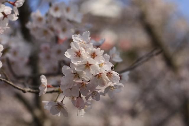 平成28年4月10日城山