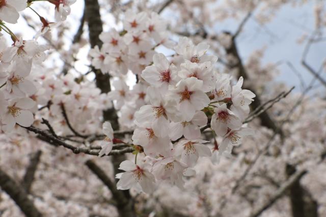 平成28年4月11日城山