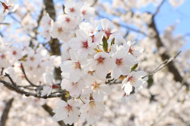 平成28年4月12日城山