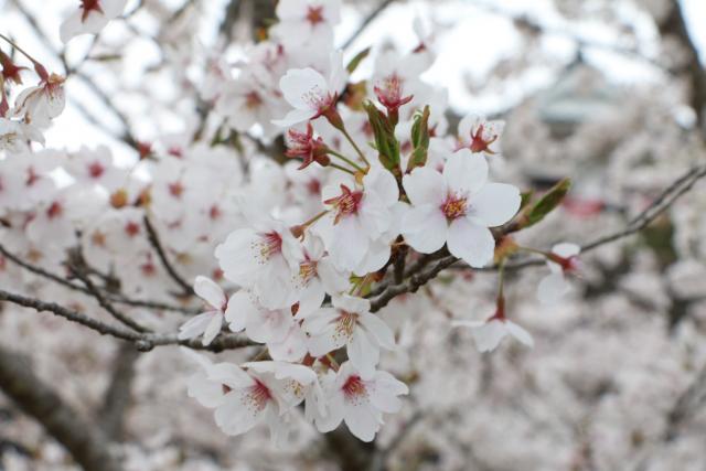 平成28年4月13日城山