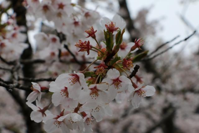 平成28年4月14日城山