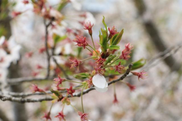 平成28年4月15日城山