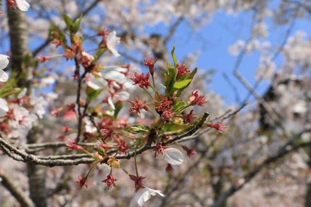 平成28年4月16日城山