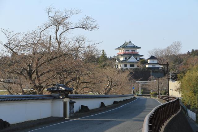 平成28年度桜の開花状況(大橋)