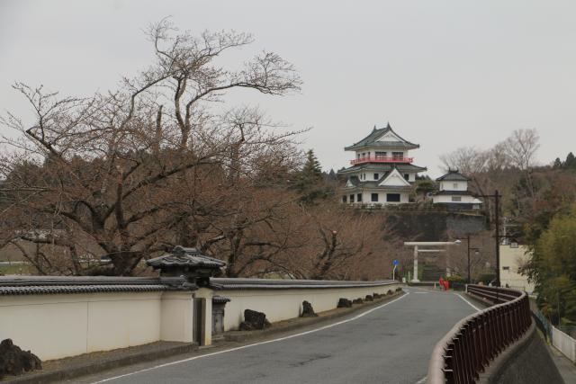 平成28年4月2日桜の開花状況(大橋)