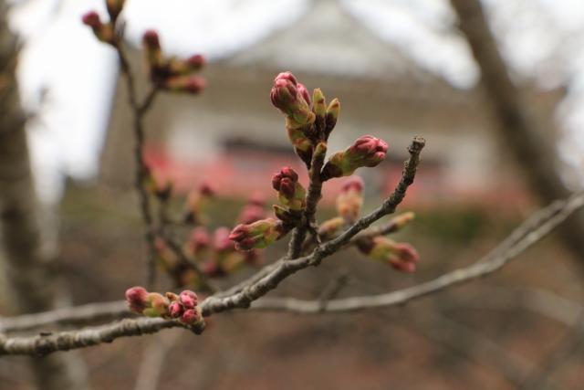 平成28年4月2日桜の開花状況(城山)