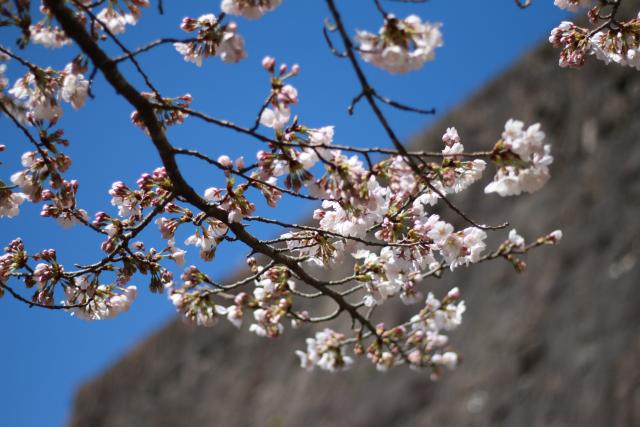 平成28年4月5日開花宣言2