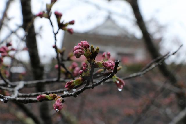 平成28年4月4日(城山)