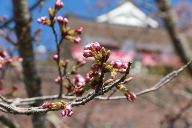 平成28年4月5日城山