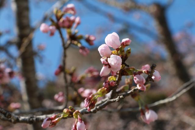 平成28年4月6日城山