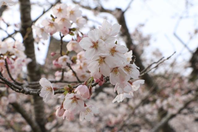 平成28年4月8日城山