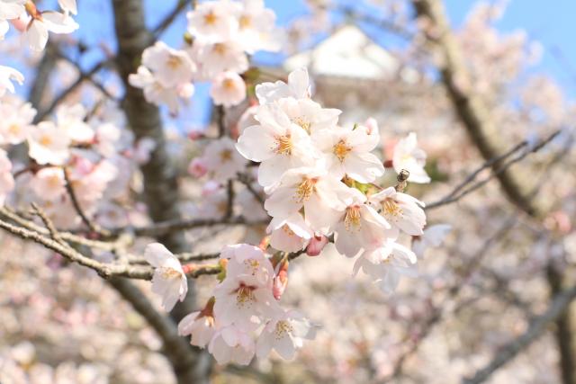 平成28年4月9日城山