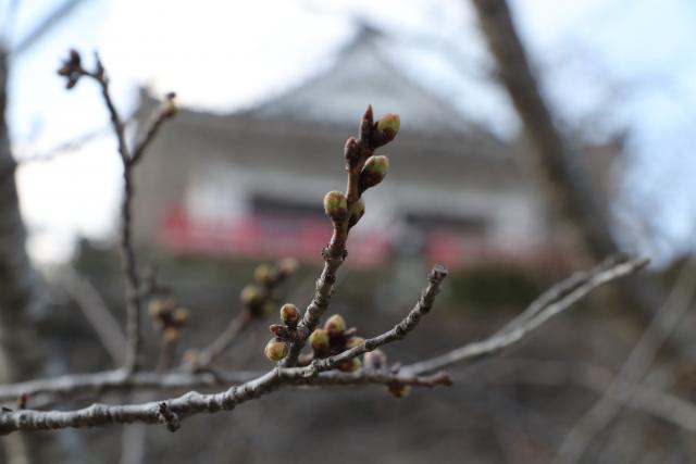 平成29年3月30日の城山の桜の開花状況