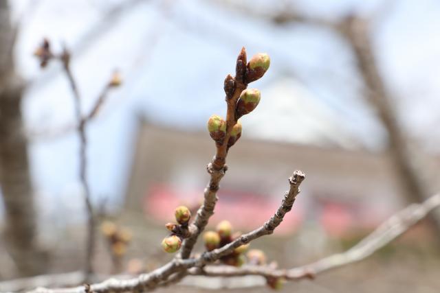 平成29年4月2日の城山の桜の開花状況
