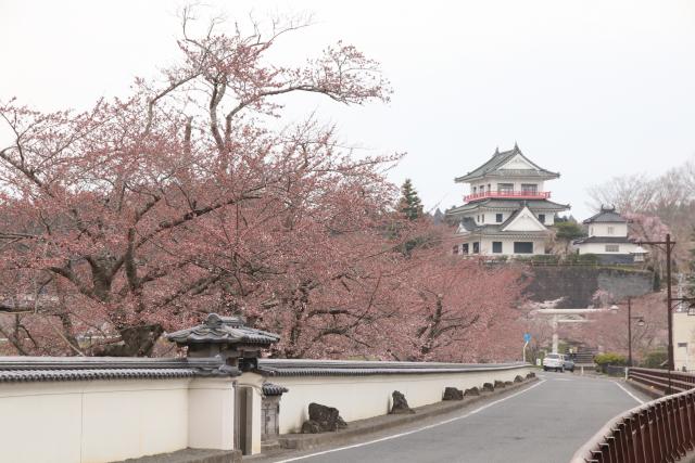 平成29年4月15日の大橋からの桜の開花状況