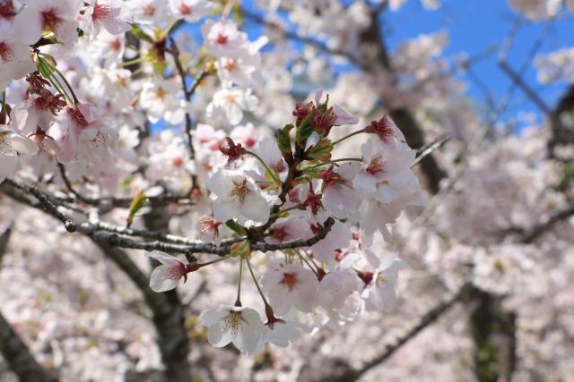 平成29年4月18日の城山の桜の開花状況