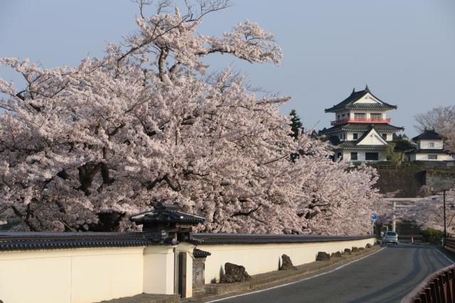 平成29年4月19日大橋からの桜の開花状況