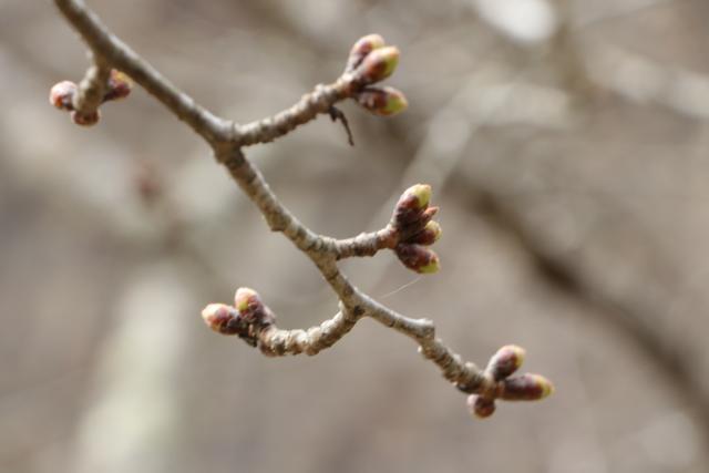 3月23日の城山の桜の開花状況