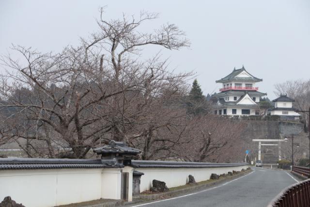 平成30年3月25日の大橋の開花状況