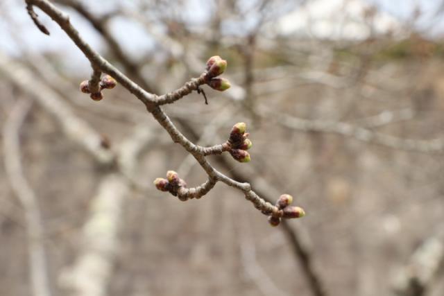 平成30年3月25日の城山の開花状況