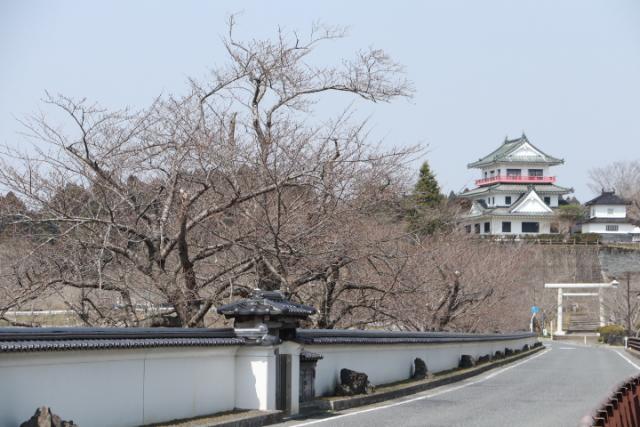 平成30年3月26日の大橋の開花状況