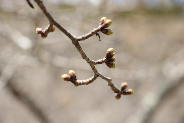 平成30年3月26日の城山の開花状況