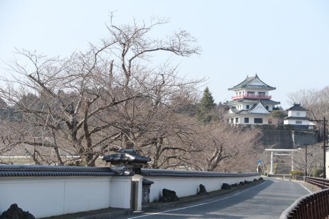 平成30年3月27日の大橋からの開花状況