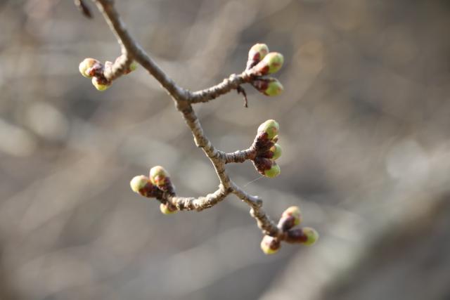 平成30年3月27日の城山の開花状況