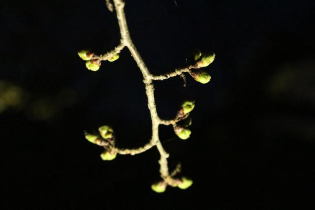 平成30年3月28日の城山の桜の開花状況