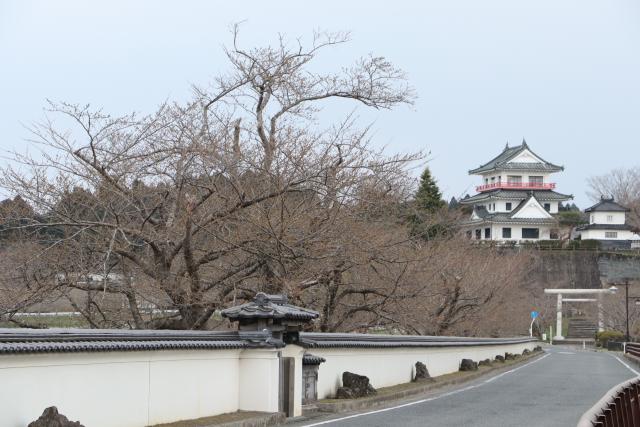 平成30年4月1日の大橋からの開花状況