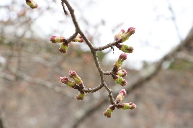 平成30年4月1日の城山の開花状況