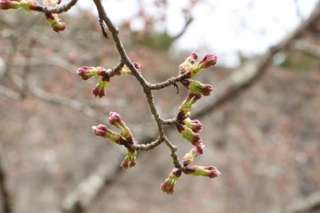 平成30年4月2日の城山公園の開花状況