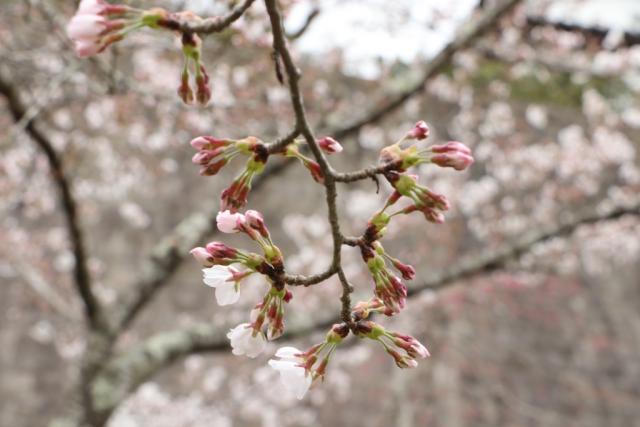 平成30年4月4日の城山公園の開花状況