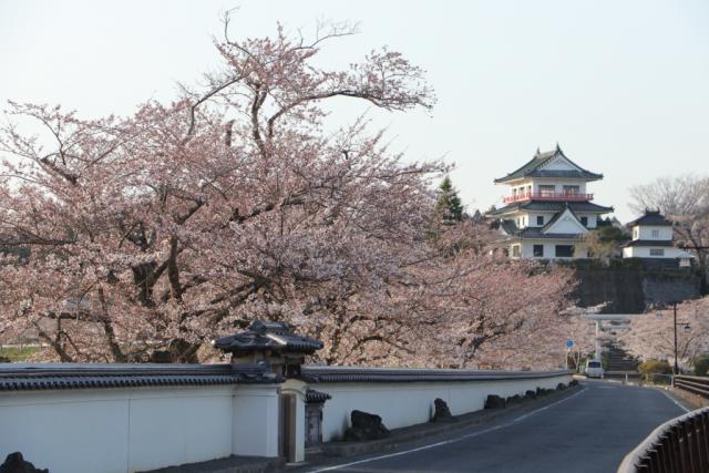 平成30年4月10日の大橋からの開花状況