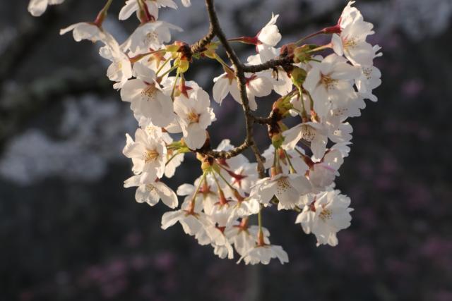 平成30年4月10日の城山の開花状況