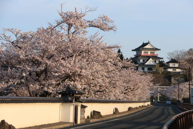 平成30年4月12日の大橋からの開花状況