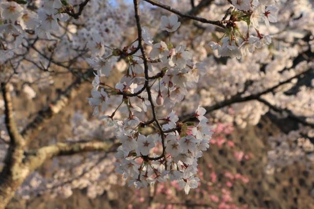 平成30年4月12日の城山公園の開花状況