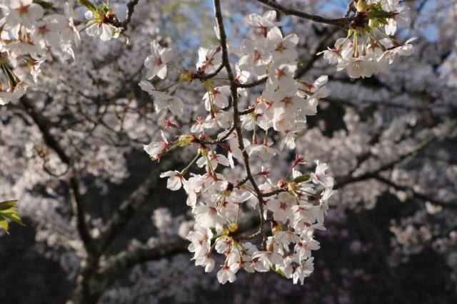 平成30年4月13日の城山公園の開花状況