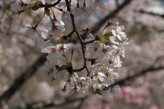 平成30年4月14日の城山公園の開花状況